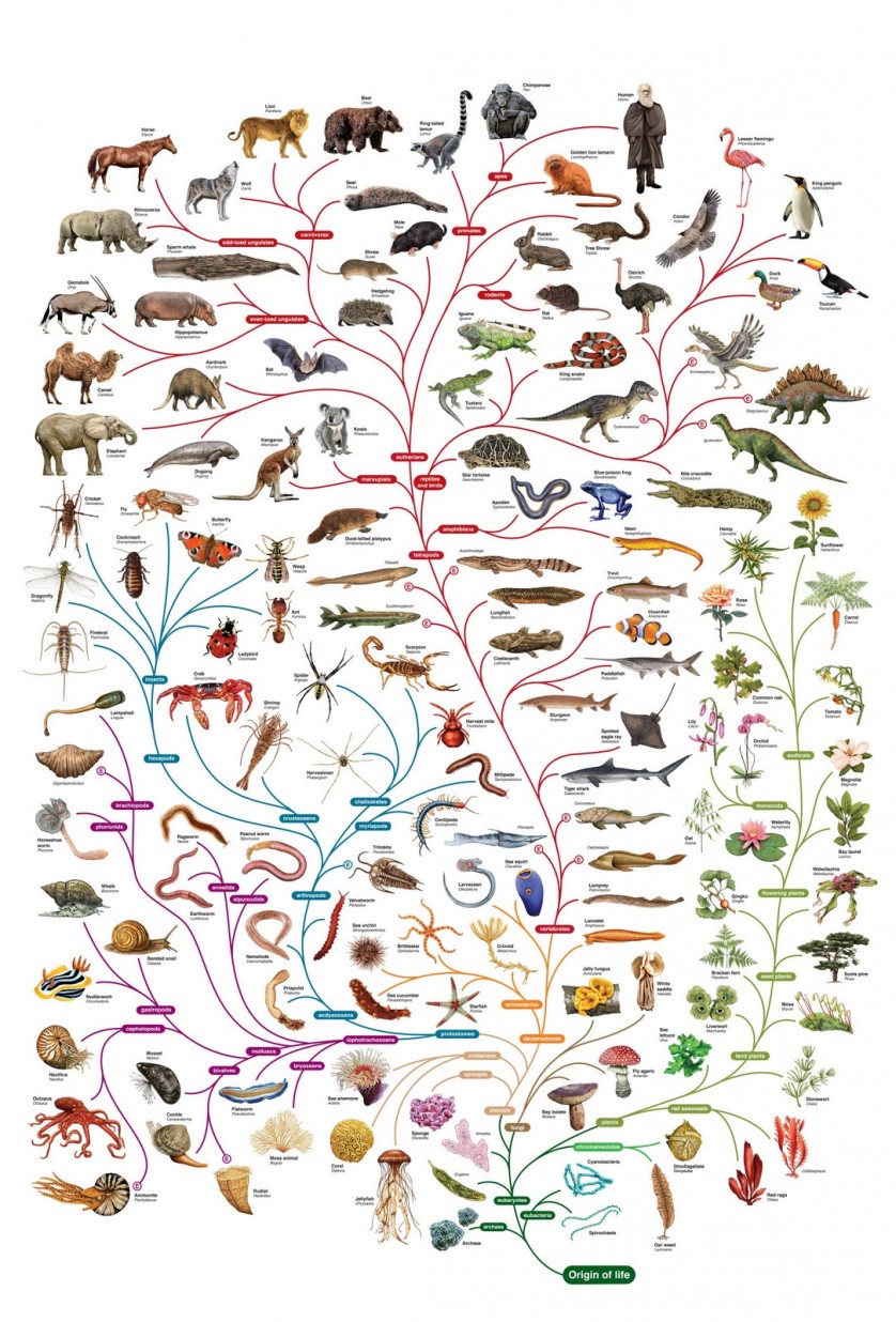 Biologija je nauka o životu | Shtreber